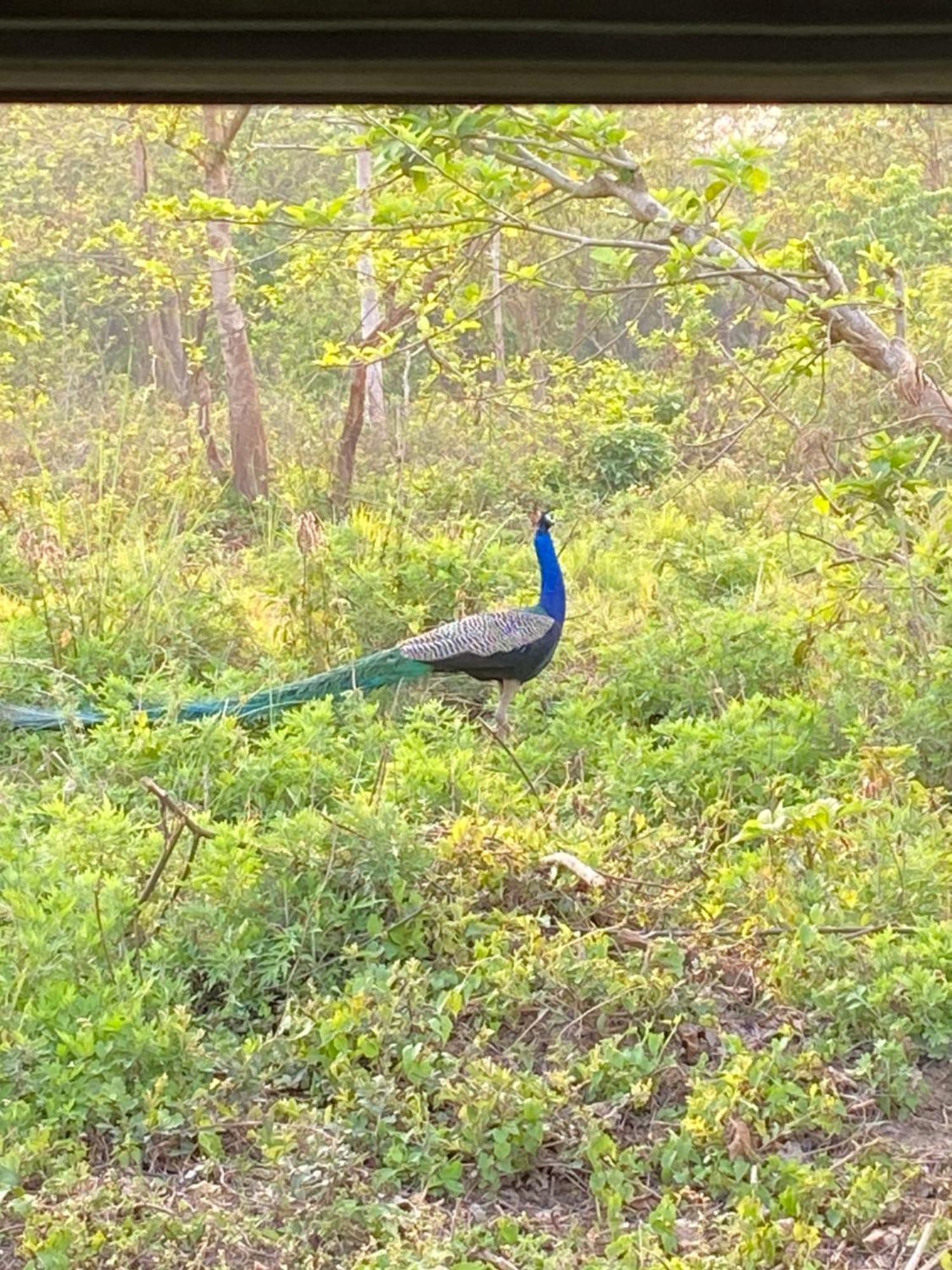 Hotel Shiva'S Dream Sauraha Eksteriør bilde