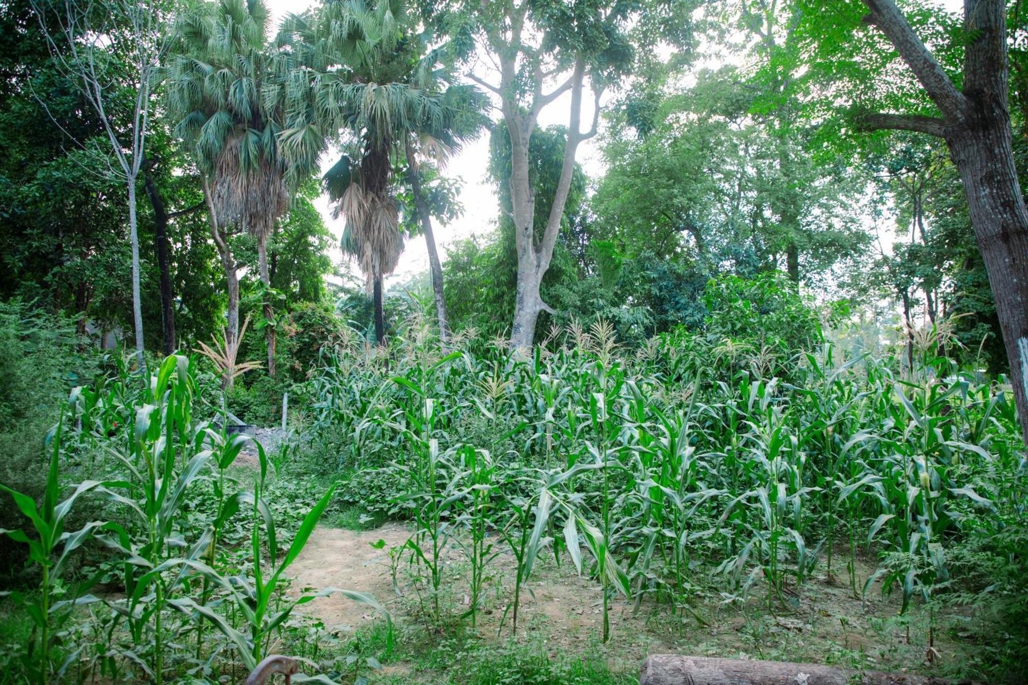 Hotel Shiva'S Dream Sauraha Eksteriør bilde